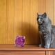 thumbnail image 4 of Masticando gato juguete bola de gato de gato gato gato juguete para el gato gato bola de juguete gatito joyas, 4 of 6