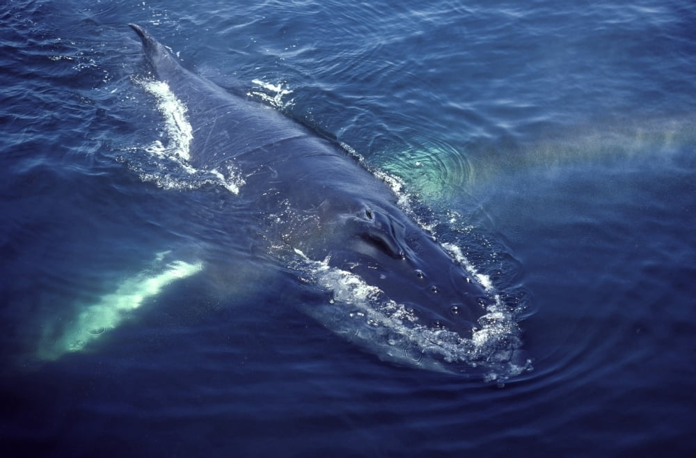 Humpback whale resting in the Gulf of Maine Atlantic Ocean. Poster