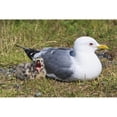 thumbnail image 2 of A Hatching Mew Gull Yawns While It Sits Next To Its Mother Along The Banks Of Potter Marsh At The Anchorage Coastal Wild, 2 of 4