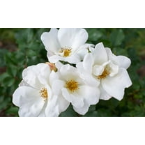White Knock Out® Rose - Live Plant - ( 1 QT ) - Full Sun - Repeat Blooms