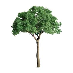 GREEN JACARANDA 1/2'' PRO 6/pk
