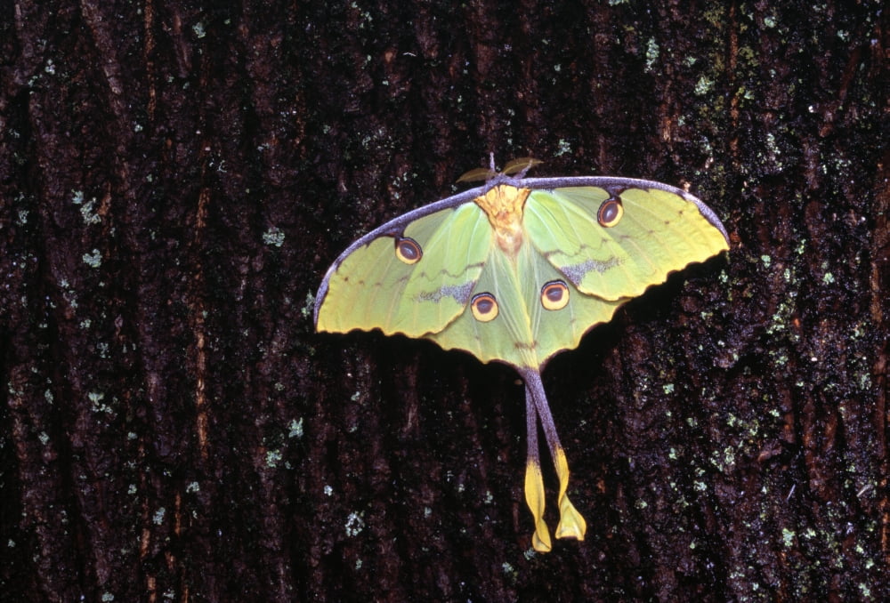 Unique Butterfly Re