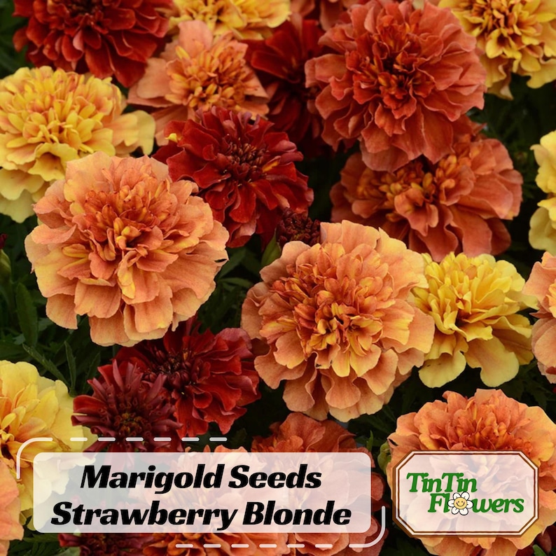 25 Marigold Strawberry Blonde Seeds - Edible, Open-Pollinating, Drought and Cold, Dwarf Variety, Plant in Spring After Frost