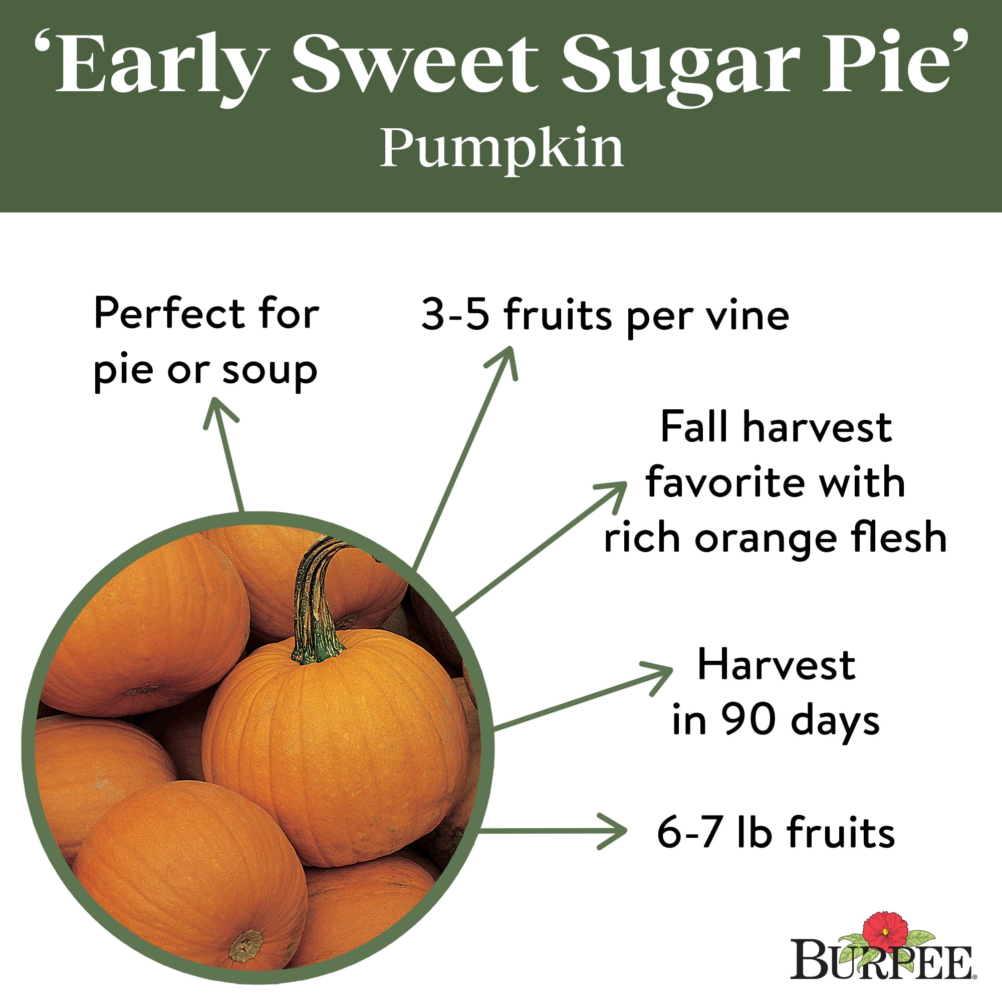 Burpee Early Sweet Sugar Pie Pumpkin, Plant Seeds for Home Garden