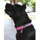 thumbnail image 3 of Collar para perro Petmate Dogzilla 1,6 cm x 25-41 cm rosa talla M, 3 of 5