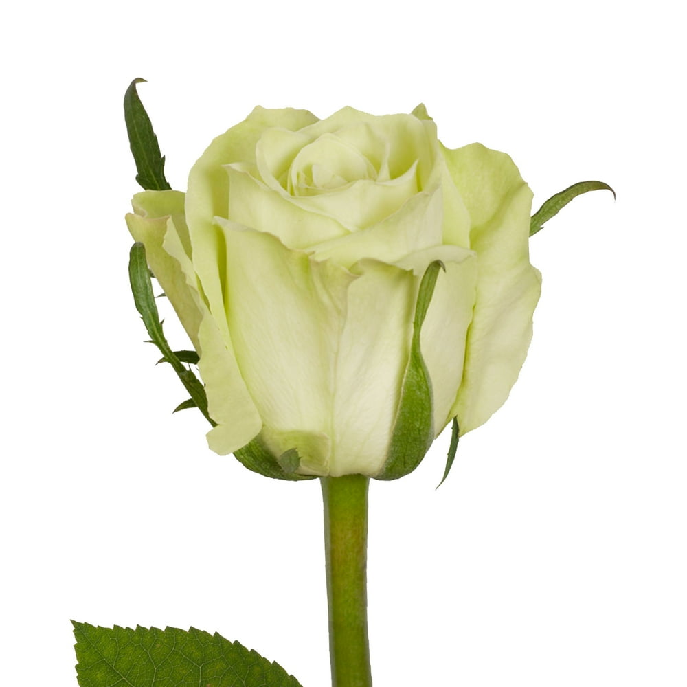 Green Roses 60 cm Fresh Cut 100 Stems