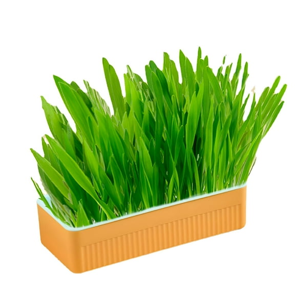 ZULAR 2026 New Hydroponic Cat Grass Kit Soil Free Growing Catnip Cat Grass with Planting Box for Indoor Household for Cats,Kittens,Windowsill,Kitchen,Living Room,Pet Care,Indoor Gardening