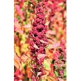 thumbnail image 6 of 100 Seeds Organic RED HEAD QUINOA Grain Chenopodium Pink Red Head White Seeds, 6 of 9