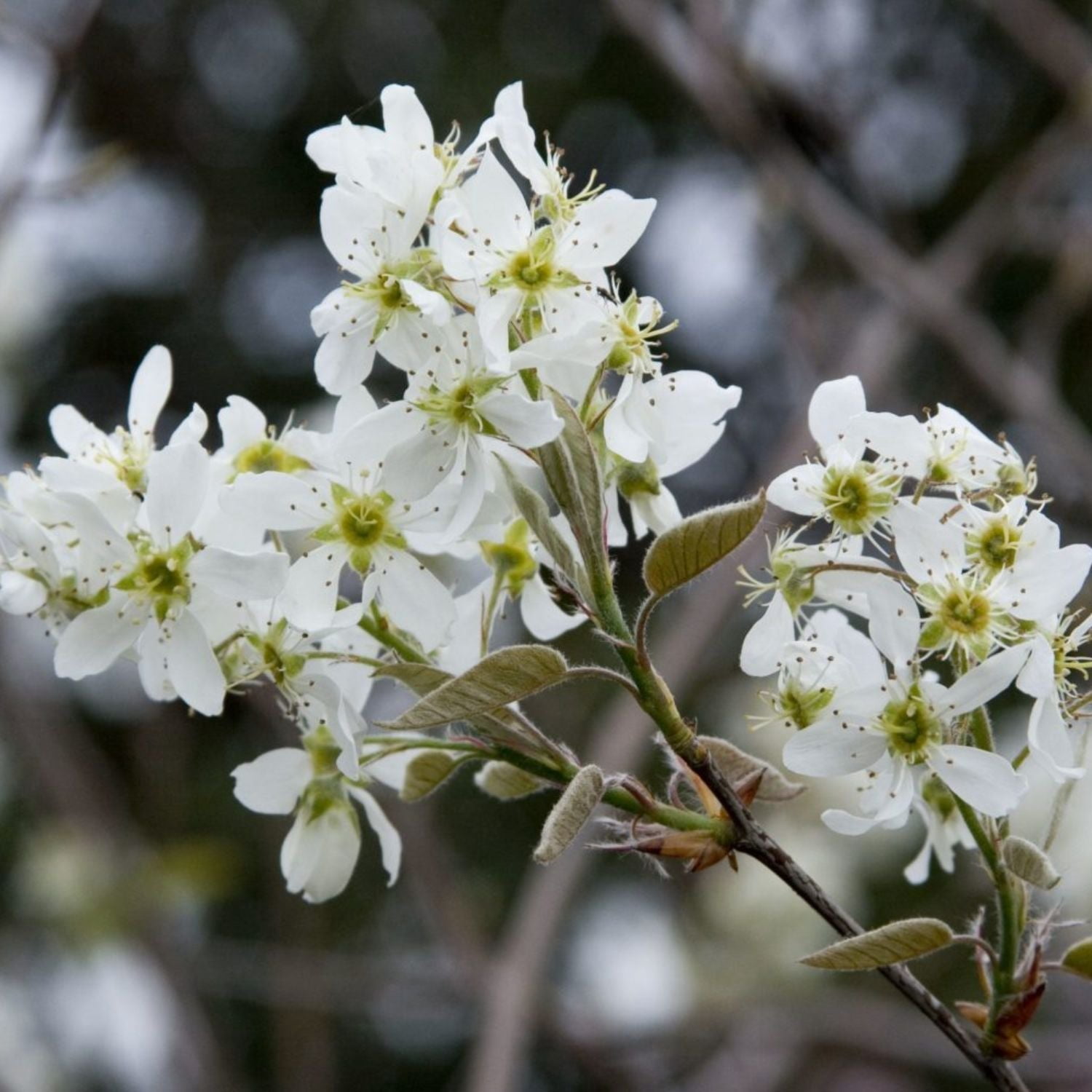 Expert Gardener 1-2' Serviceberry Autumn Brilliance® in 1 gal. Grower Pot