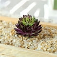 thumbnail image 2 of Mini Artificial Succulents, 1 Pc Faux Succulents, Realistic Fake Succulents, Artificial Hanging Ornaments Fleshed Plant Textured for Home Garden Wedding Party Spring Decoration, Purple, 2 of 5