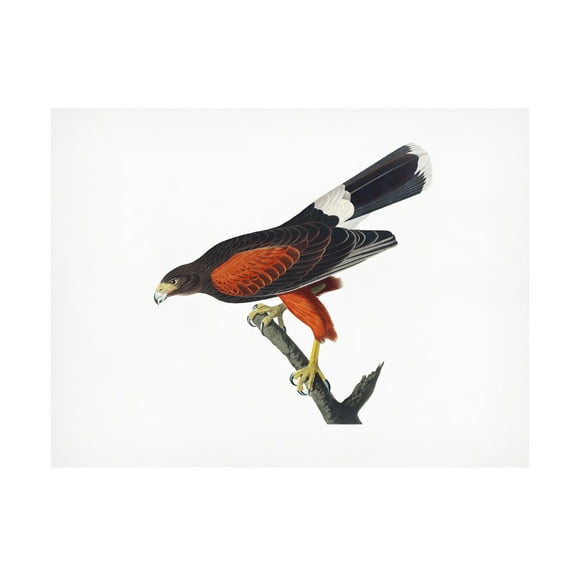 Trademark Fine Art Pictufy Louisiana Hawk From Birds of America 1827 Canvas Wall Art