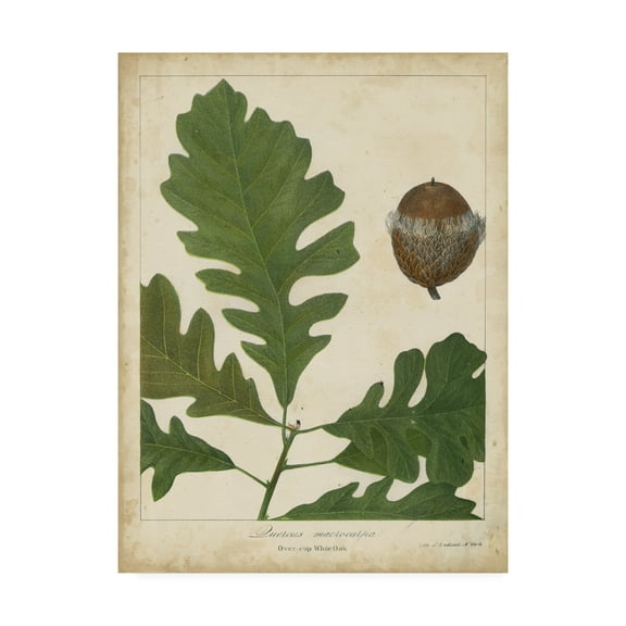 Trademark Fine Art 'Oak Leaves And Acorns III' Canvas Art by John Torrey
