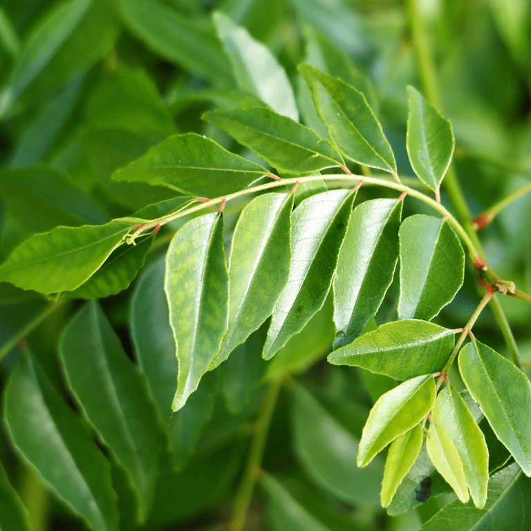 curry leaves plant Curry Leaf Plant Indian Gamthi Light Red Strands main image 0