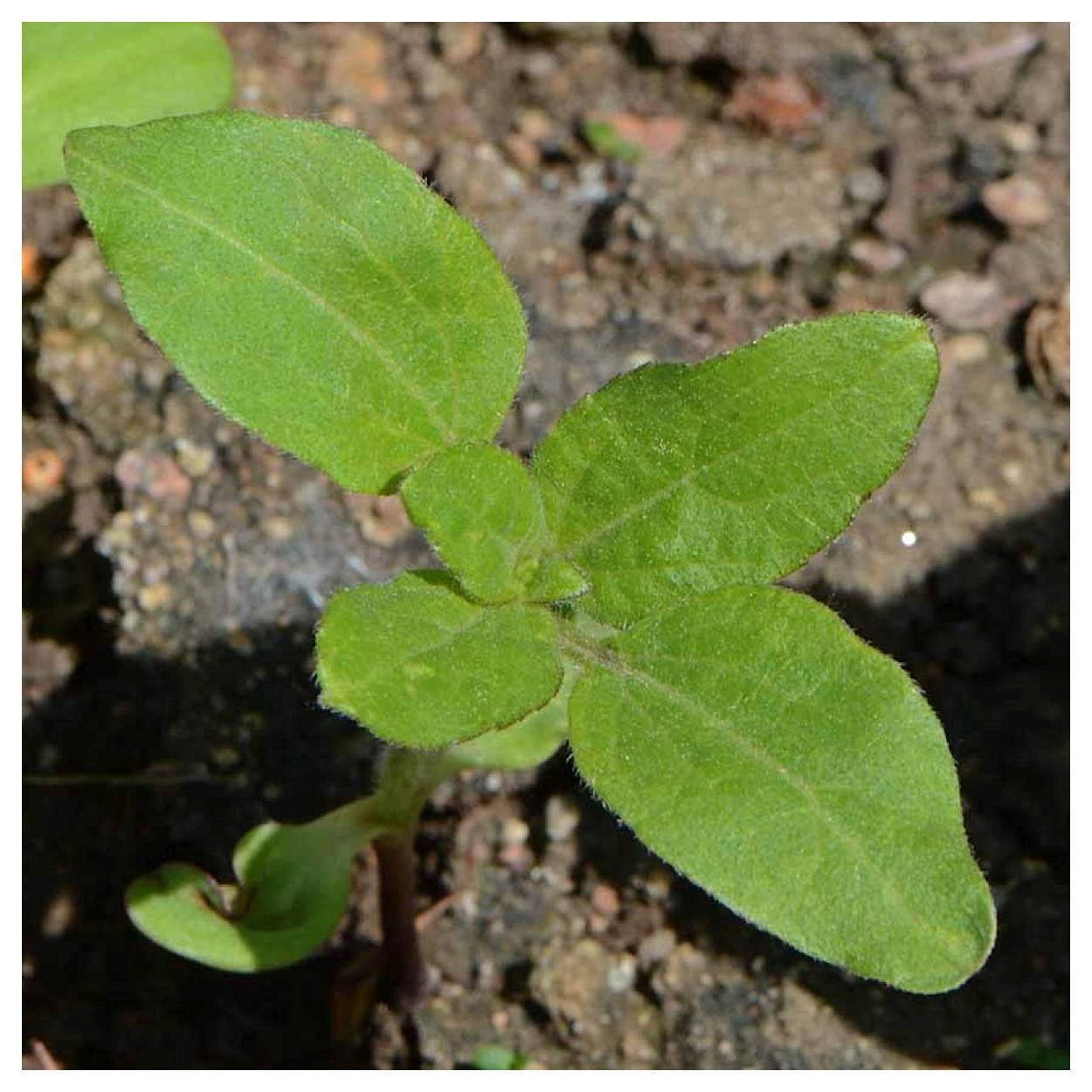 Everwilde Farms - 1 lb Lemon Queen Sunflower Garden Flower Seeds - Gold Vault Bulk Seed Packet
