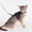 Black, variant on Kitten Chest Strap Leash, Reflective Threads & GPS Bag, Comfort Fit for Small Cats 1.5-4kg