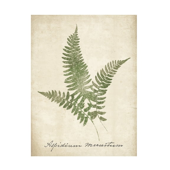 Wild Apple Portfolio 'Vintage Ferns X no Border' Canvas Art