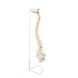 Axis Scientific Spine Model 34 Life Size Spinal Cord Model With Vertebrae Nerves Arteries Axis Scientific Spine Model 34 Life Size Spinal Cord Model With Vertebrae Nerves Arteries
