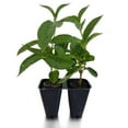 thumbnail image 2 of Mandevilla, New! Giant Peach, Starter Plants, Lot of 2, 2 of 5