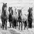thumbnail image 3 of PHBurchett 20x20 Black Modern Framed Museum Art Print Titled - BandW Horses VIII, 3 of 5