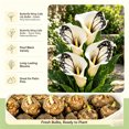 thumbnail image 4 of Calla Lily Bulbs,Low Maintenance - Easy Grow - Ideal For Beds Borders, Plant Pots & Planters, 4 of 5