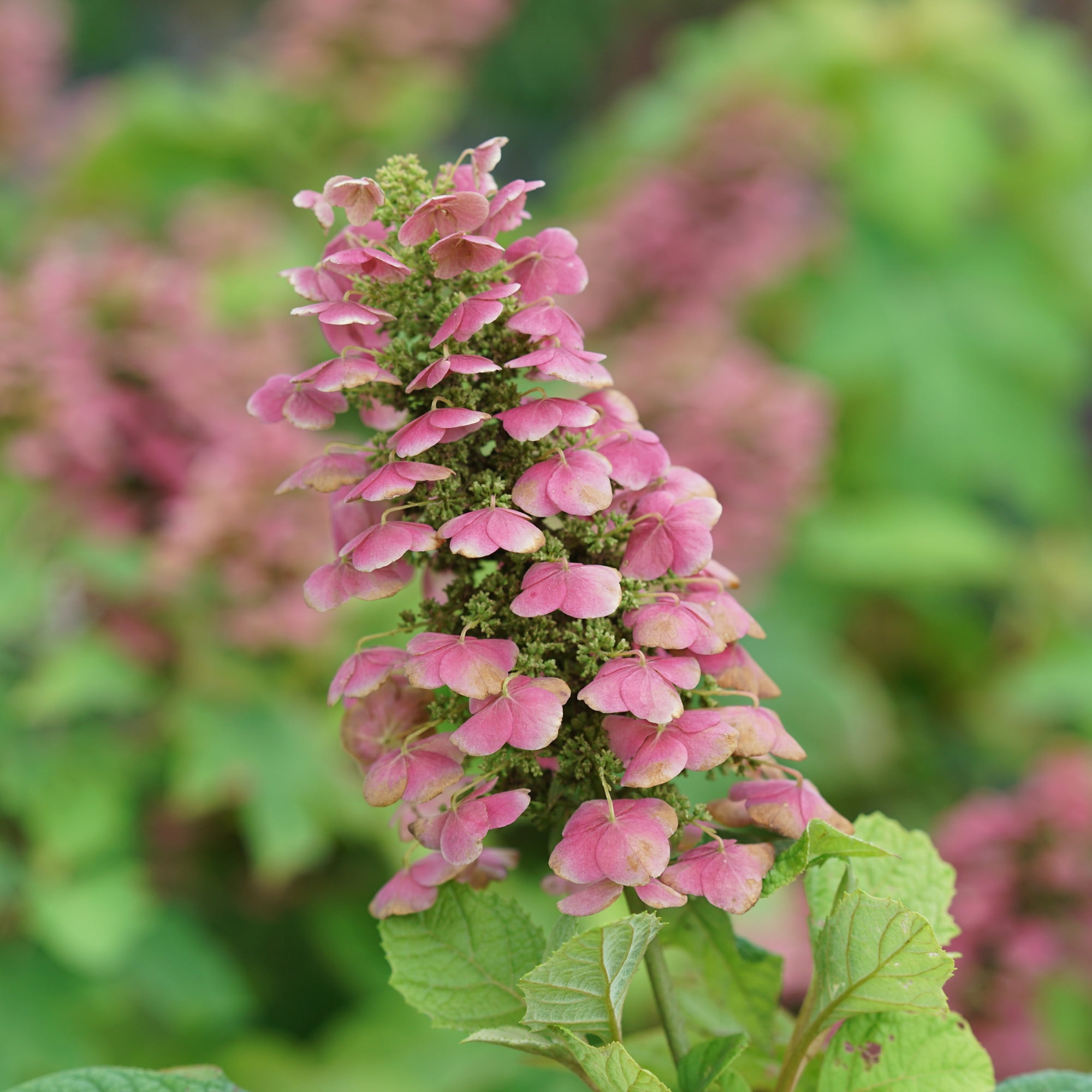 Proven Winners ColorChoice 5" Gatsby Pink Oakleaf Hydrangea Live Plant in 4.5" Pot (4 Count)