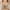 Khaki, variant on 2025 Summer Savings! Bras for Womens,loopsun Ladies Traceless Comfortable No Steel Ring Breathable Gathering Bra Woman Underwear