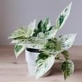 thumbnail image 2 of Marble Queen Pothos - Live Plant in a 6 Inch Pot - Epipremmum Aureum - Stunning Houseplant with Unique Foliage - The Perfect Air Purifying Houseplant Companion, 2 of 5