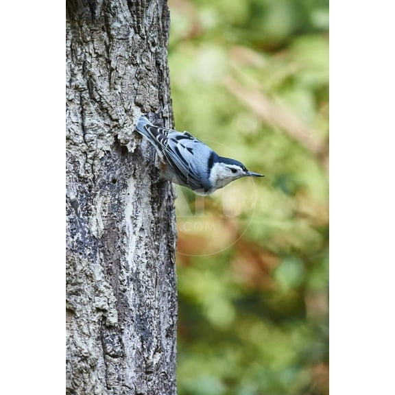 WhiteBreasted Nuthatch, Animals Unframed Photographic Print Wall Art by Gary Carter Sold by ArtCom