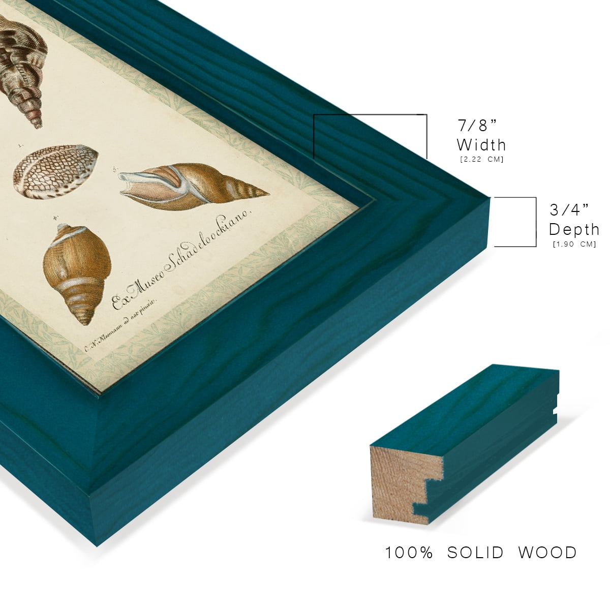 Bookplate Shells VIII - Framed Print w/glass - Ocean Blue