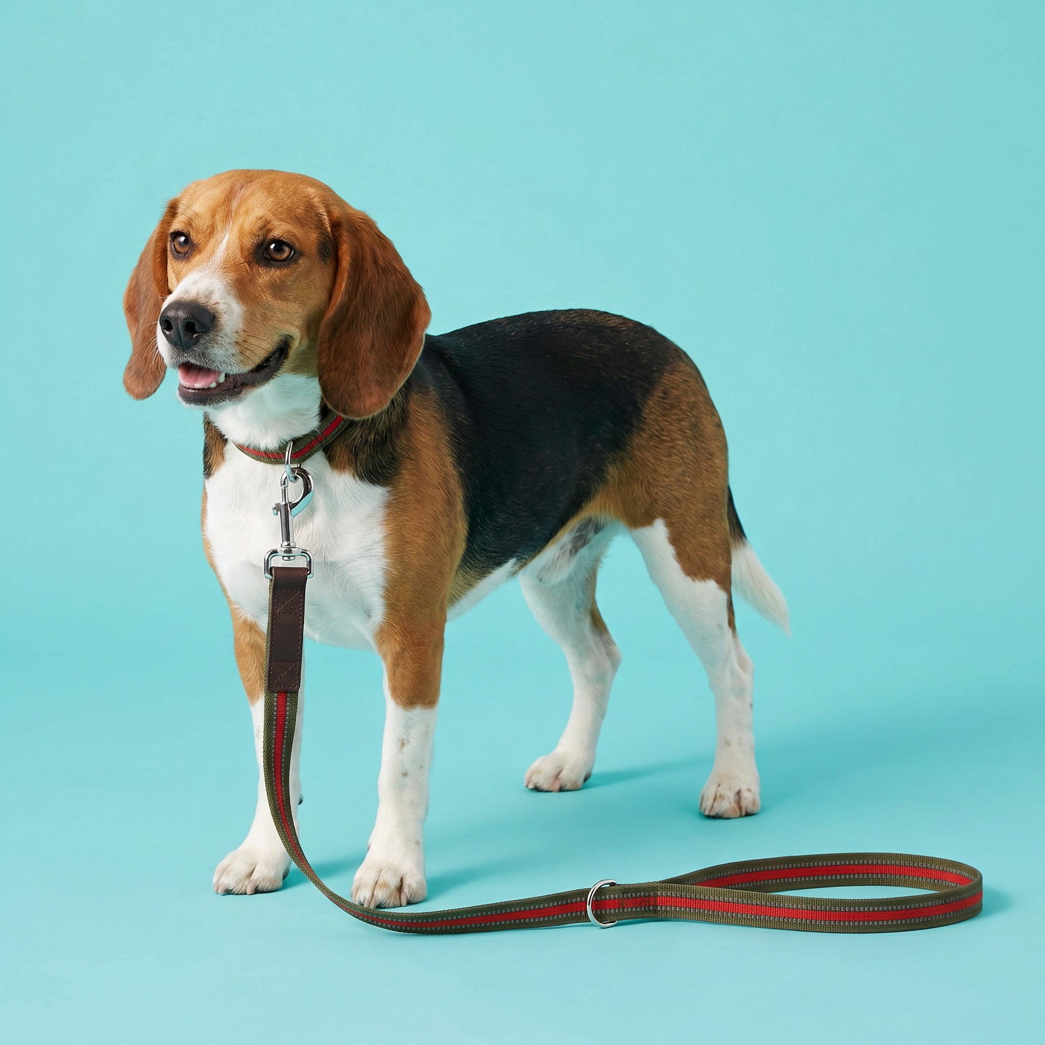 Vibrant Life 6' Reflective Leash, Olive, L