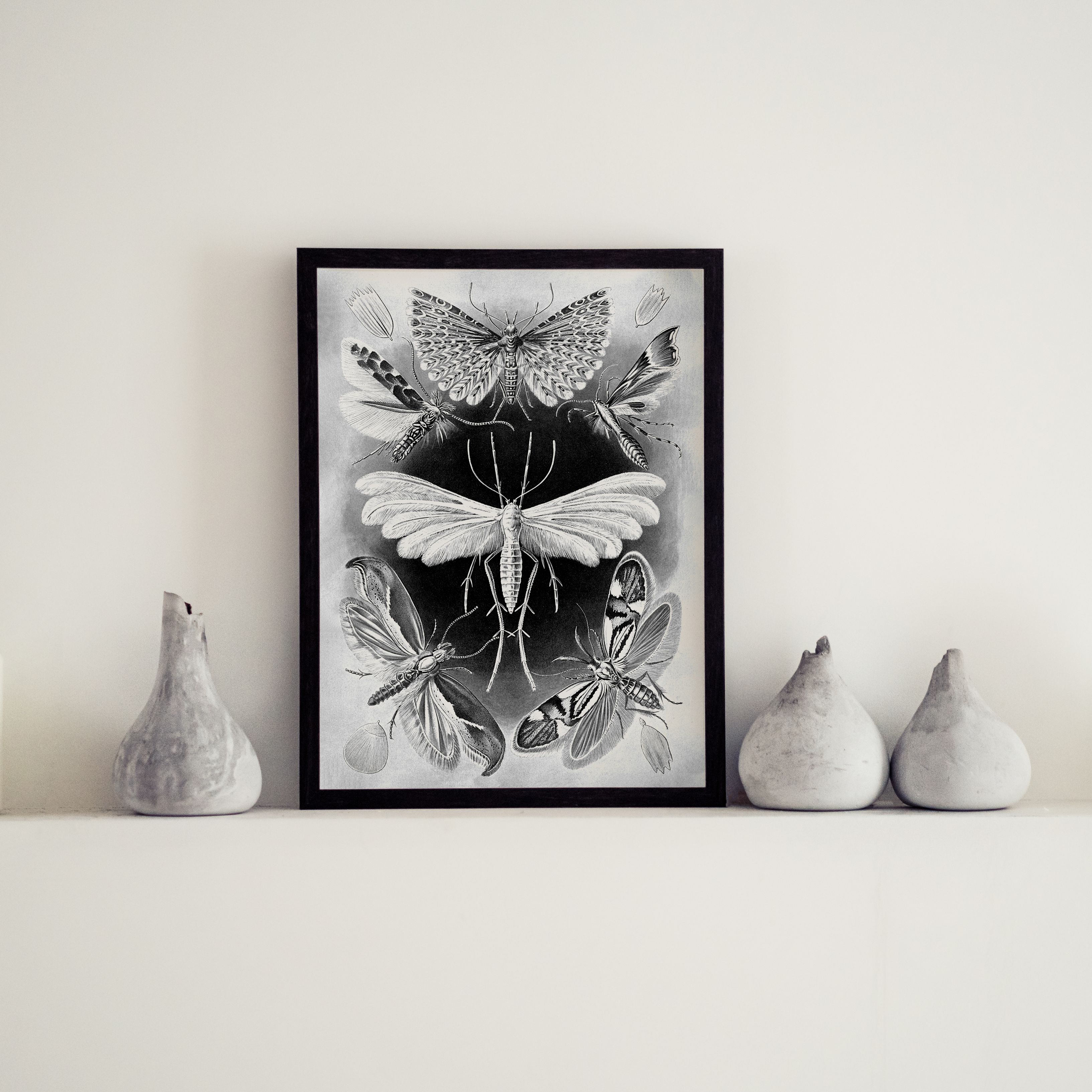 Haus and Hues Haeckel Prints Gothic Wall Decor Aesthetic Witch Poster, Witch  Art, Macabre Poster Gothic Posters for Walls 12
