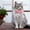 B, variant on WUSUOWEI Cat Bow Tie with Bell Removable Adjustable Bowtie Comfortable Solid Color Pet Accessories with Bow Tie and Bells for Small Pet