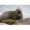 thumbnail image 2 of Paulson, Don 14x11 White Modern Wood Framed Museum Art Print Titled - South Georgia Island Bull elephant seal, 2 of 4