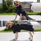 thumbnail image 2 of Labymos Perro abrigo de invierno impermeable reflectante, 2 of 8