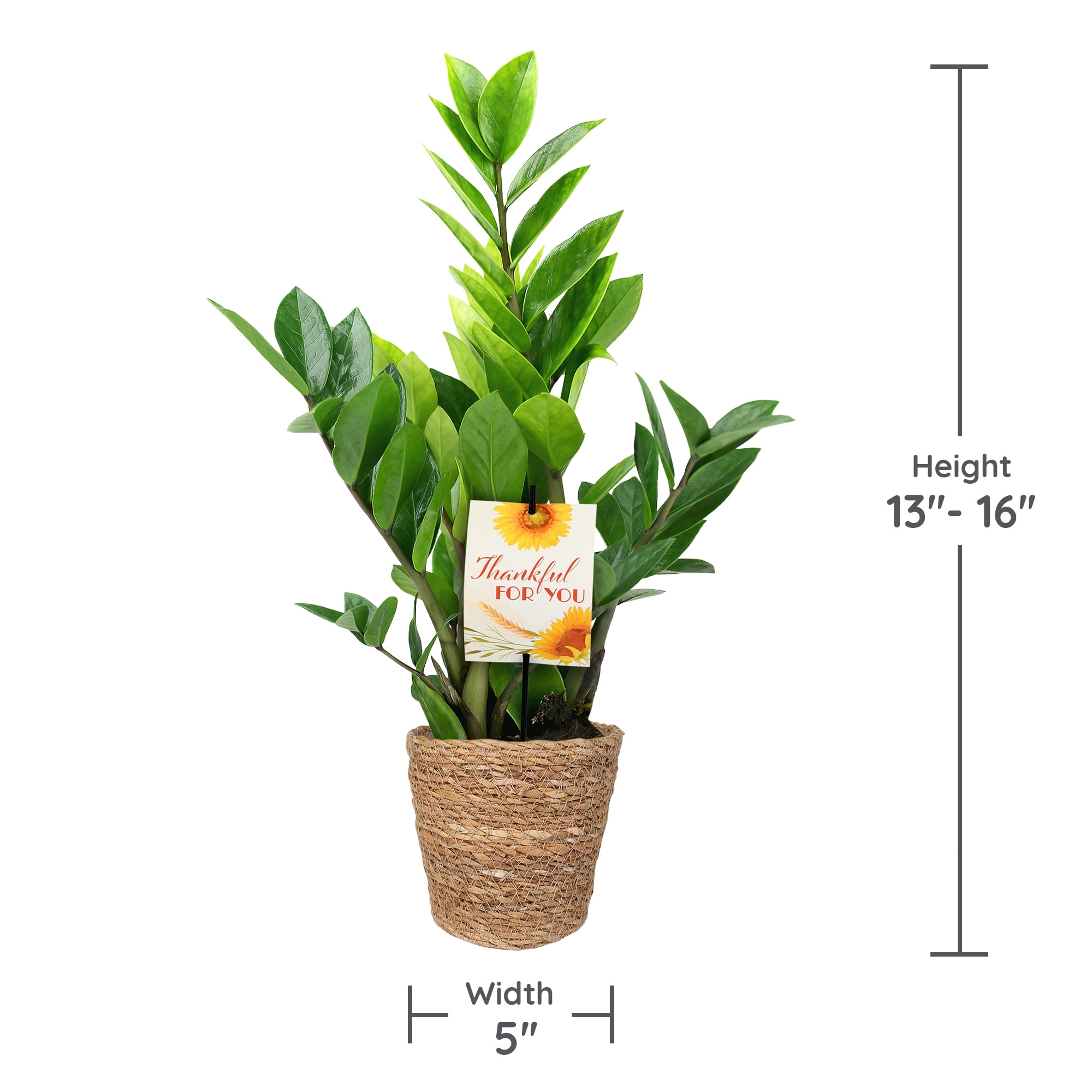 5" ZZ Plant in Seagrass Planter – Thankful for You