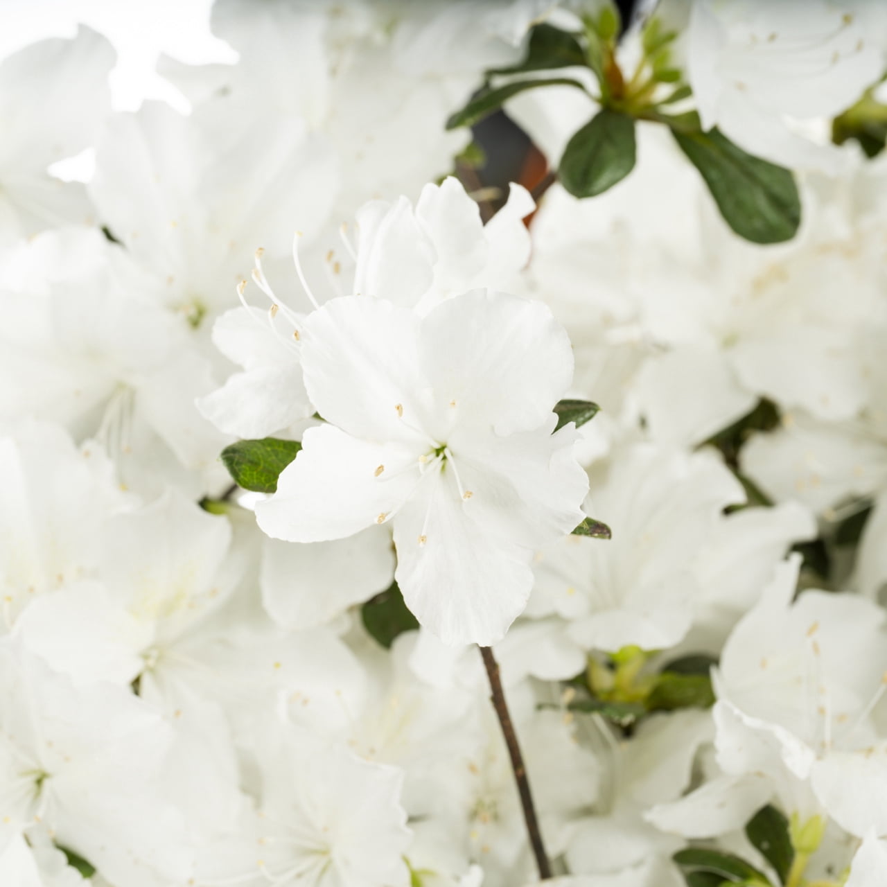 Encore 1gal Azalea Live Shrub Plant Partial Shade