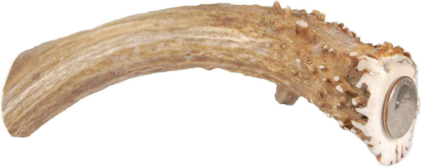 XXL Jumbo Deer Antler for Dogs, for The Big Chewer - Premium Grade A Deer Antler Dog Chew - Long Lasting Dog Treat for Your Pet. Made in USA