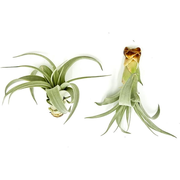 ragnaroc Live Air Plant - Tillandsia Xerographica Pups, Jumbo  6” - 2 ct - Ideal for Gifts & Presents, Live Indoor Plants & Live House-Plants – Live Plants for Home décor
