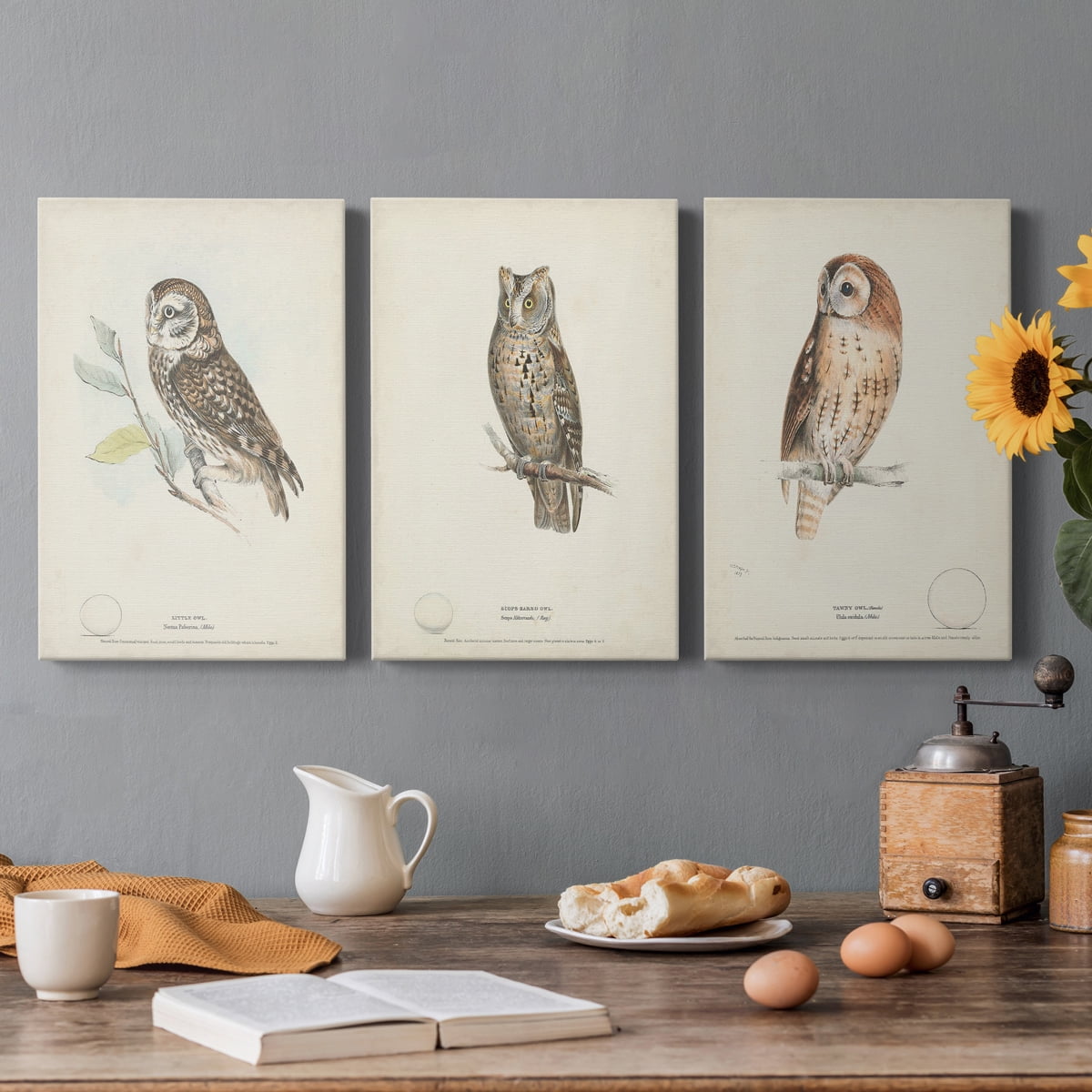 Little Owl Premium Gallery Wrapped Canvas - Ready to Hang - 8 x 12 Each