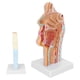 thumbnail image 5 of Anatomía de la garganta de la cavidad nasal, herramientas de enseñanza de la cavidad oral nasal humana modelo anatómico funcionalidad de alta precisión, 5 of 8