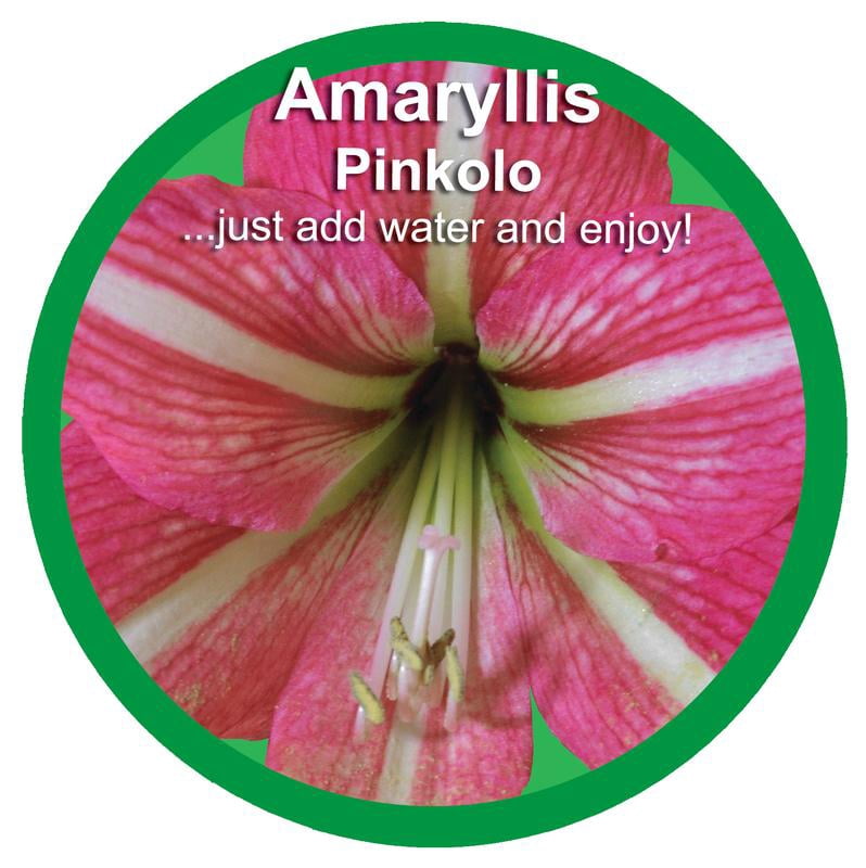 Euroblooms Amaryllis Pinkolo in 6 Inch Green Decorative Pot with Live Reddish Rose-Pink Flowers