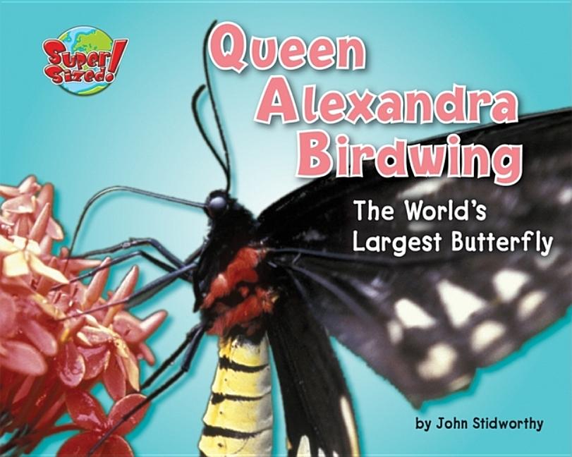 Queen Alexandra Birdwing The World's Largest Butterfly