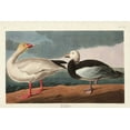 thumbnail image 2 of Audubon, John James 24x17 White Modern Wood Framed Museum Art Print Titled - Pl 381 Snow Goose, 2 of 4