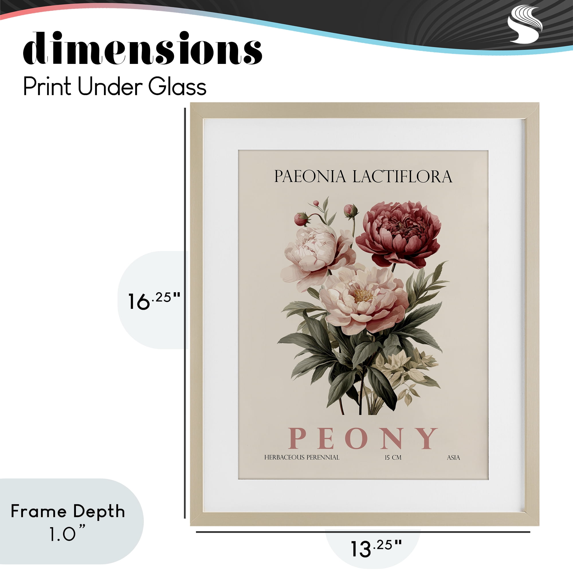 Stupell Industries Natural Peony Bundle Birch Framed Print Under Glass, design by Christopher Giampietro