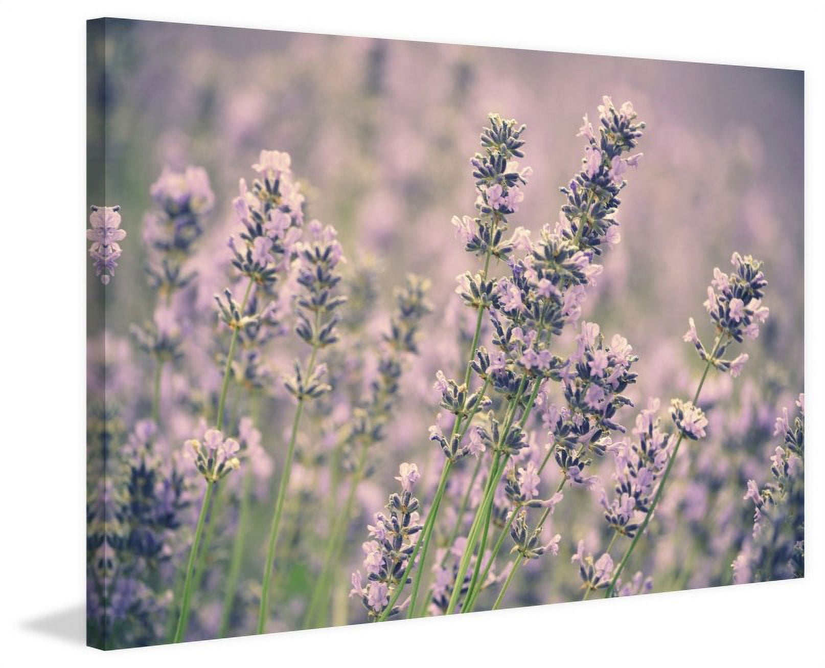 Marmont Hill Lavender Painting Wall Art Print