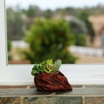 thumbnail image 4 of Ceramic Wood Plant Pot | Indoor Planter for Succulents & Flowers (Redwood Clam Shell), 4 of 4