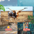 thumbnail image 5 of 1 Pcs 2D Flat License Plate Covers & Frames, Longhorn Cow For Decorative Front, Waterproof For Decoration Aluminum License Plate Covers & Frames Cover For Men Women, 12" X 6", 5 of 7