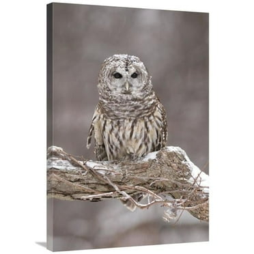 24 x 36 in. Barred Owl in Winter, Howell Nature Center, Michigan Art Print - Steve Gettle