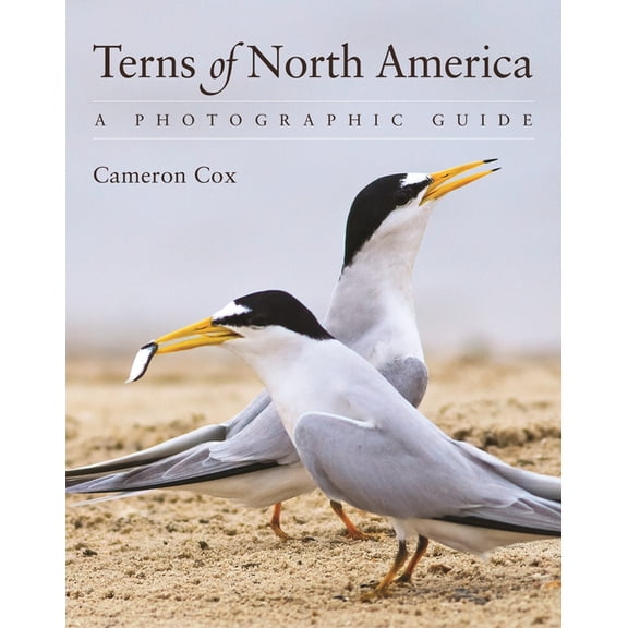 Terns of North America: A Photographic Guide, (Paperback)