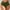 AG, variant on CHUOU Bathing Suit Bottoms for Women High Waisted Cutout Shorts Crisscross Solid Color Swim Shorts Bathing Suit